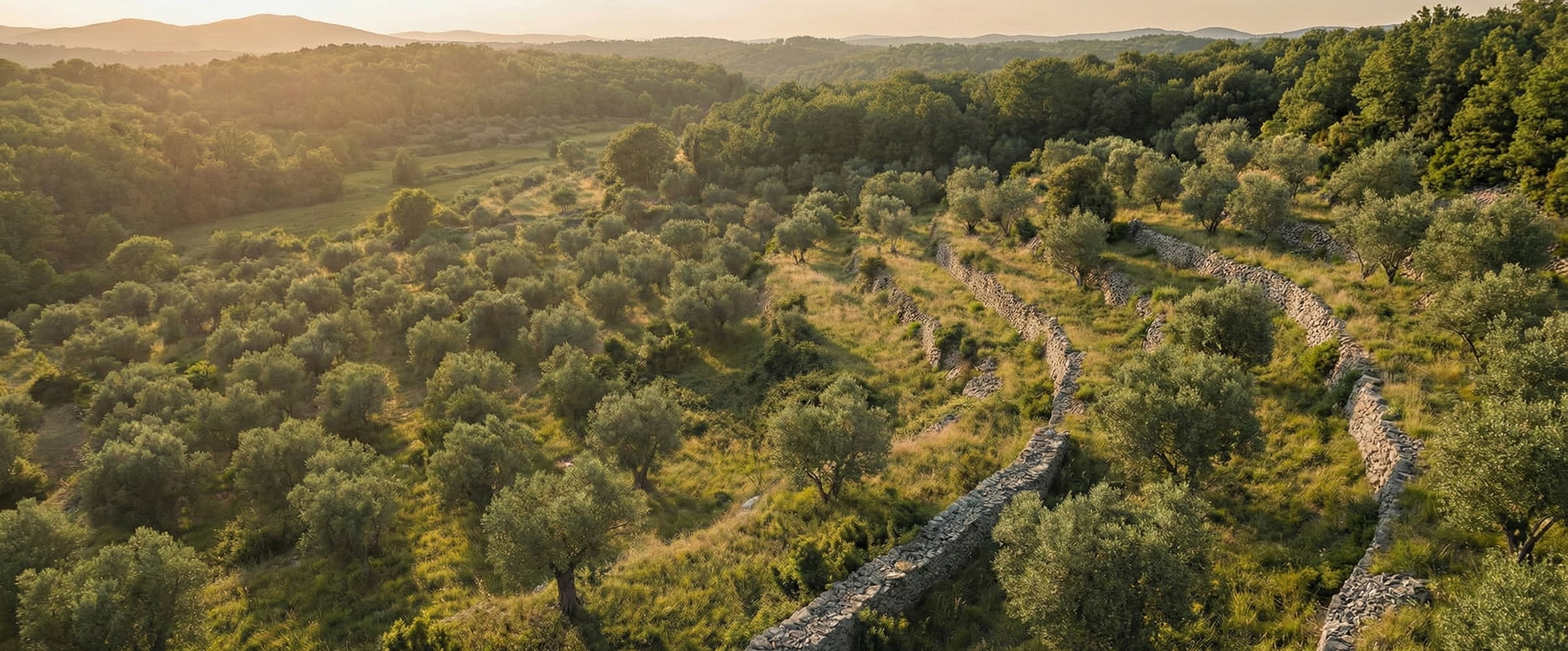 Winding path through an olive grove with stone wall at sunset