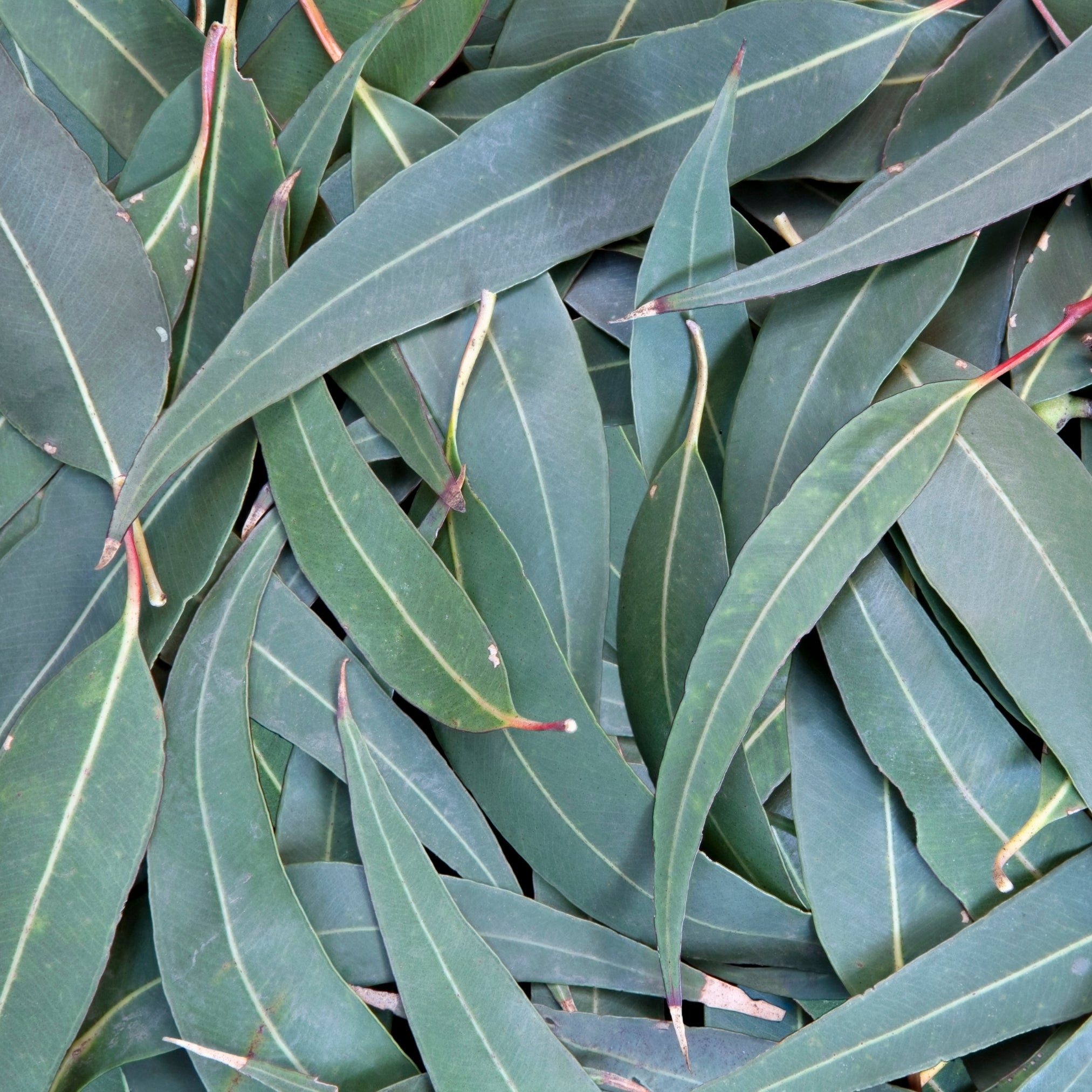 Eucalyptus Essential Oil