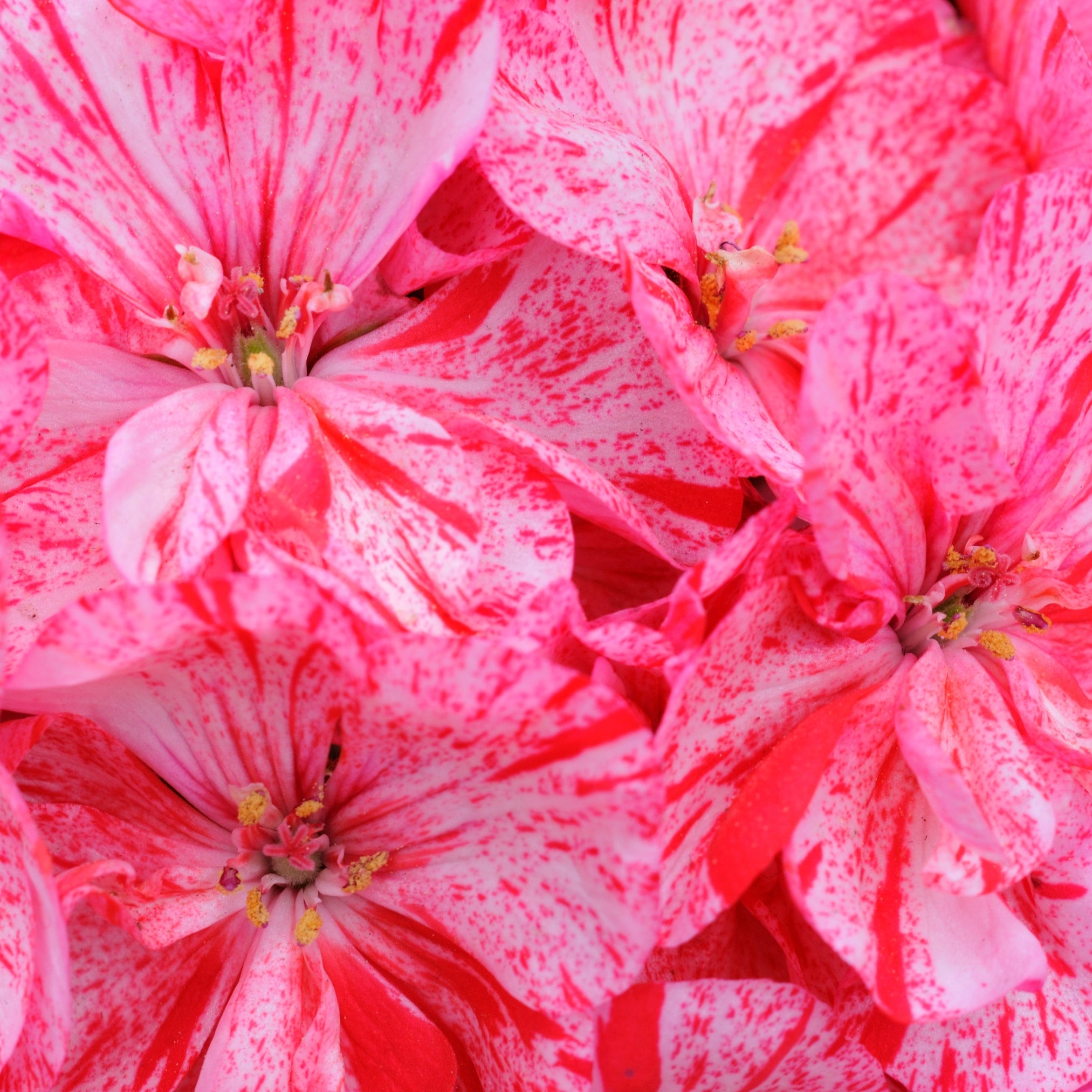 Geranium Essential Oil