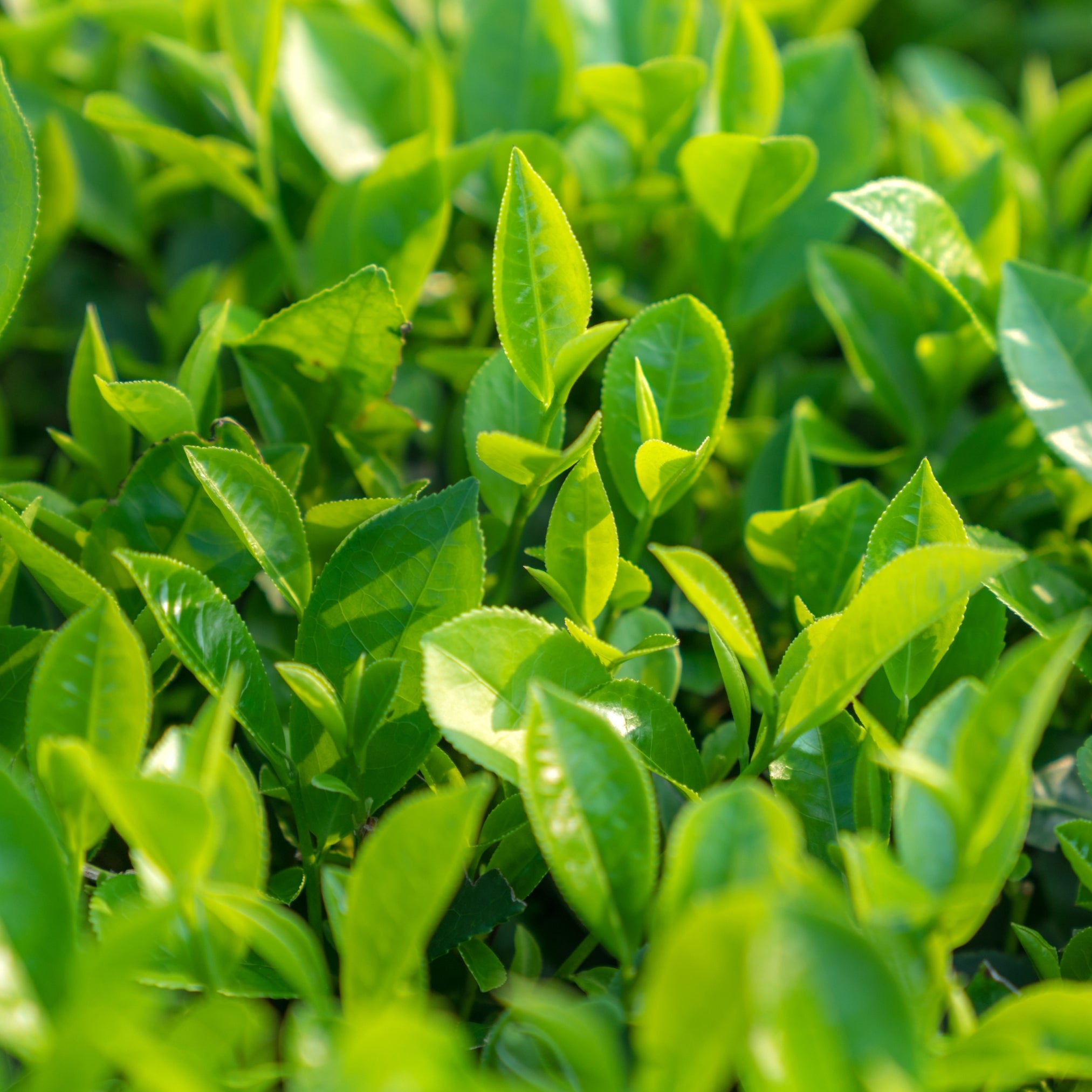 Green Tea Leaf Extract