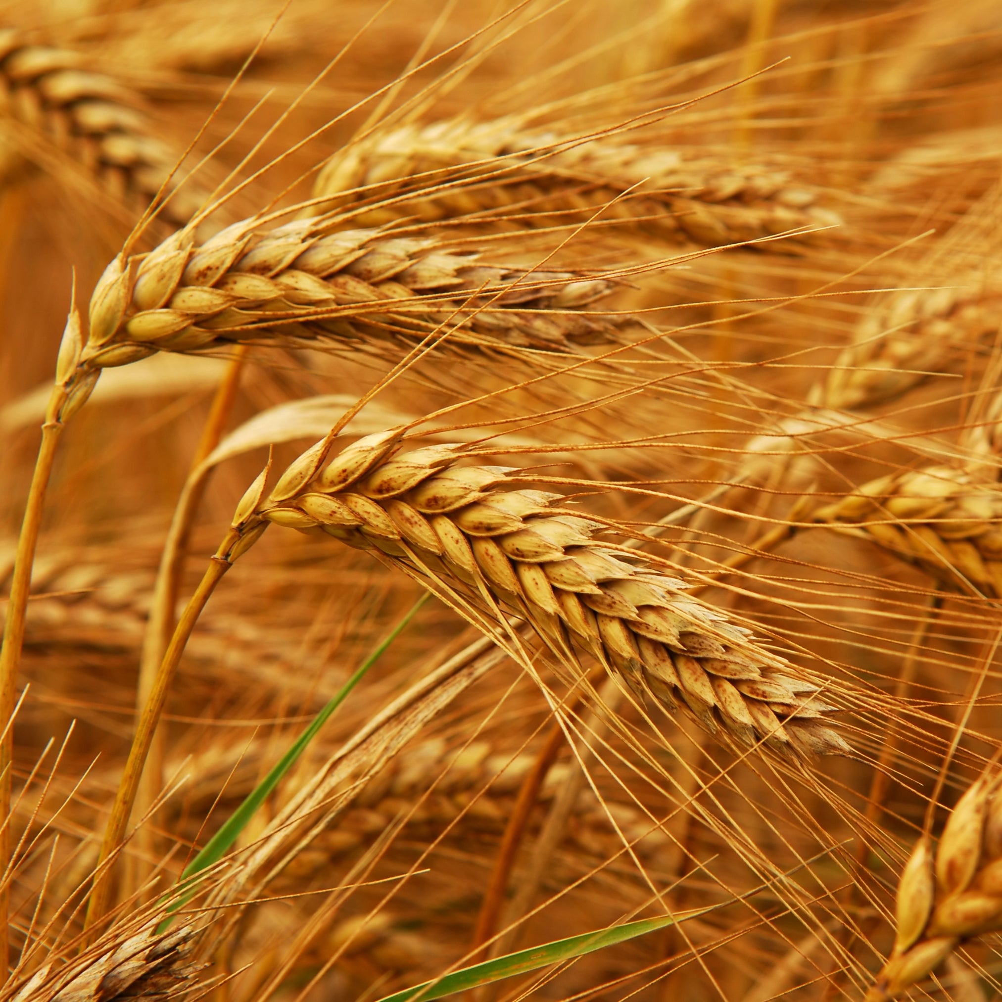 Hydrolyzed Wheat Protein