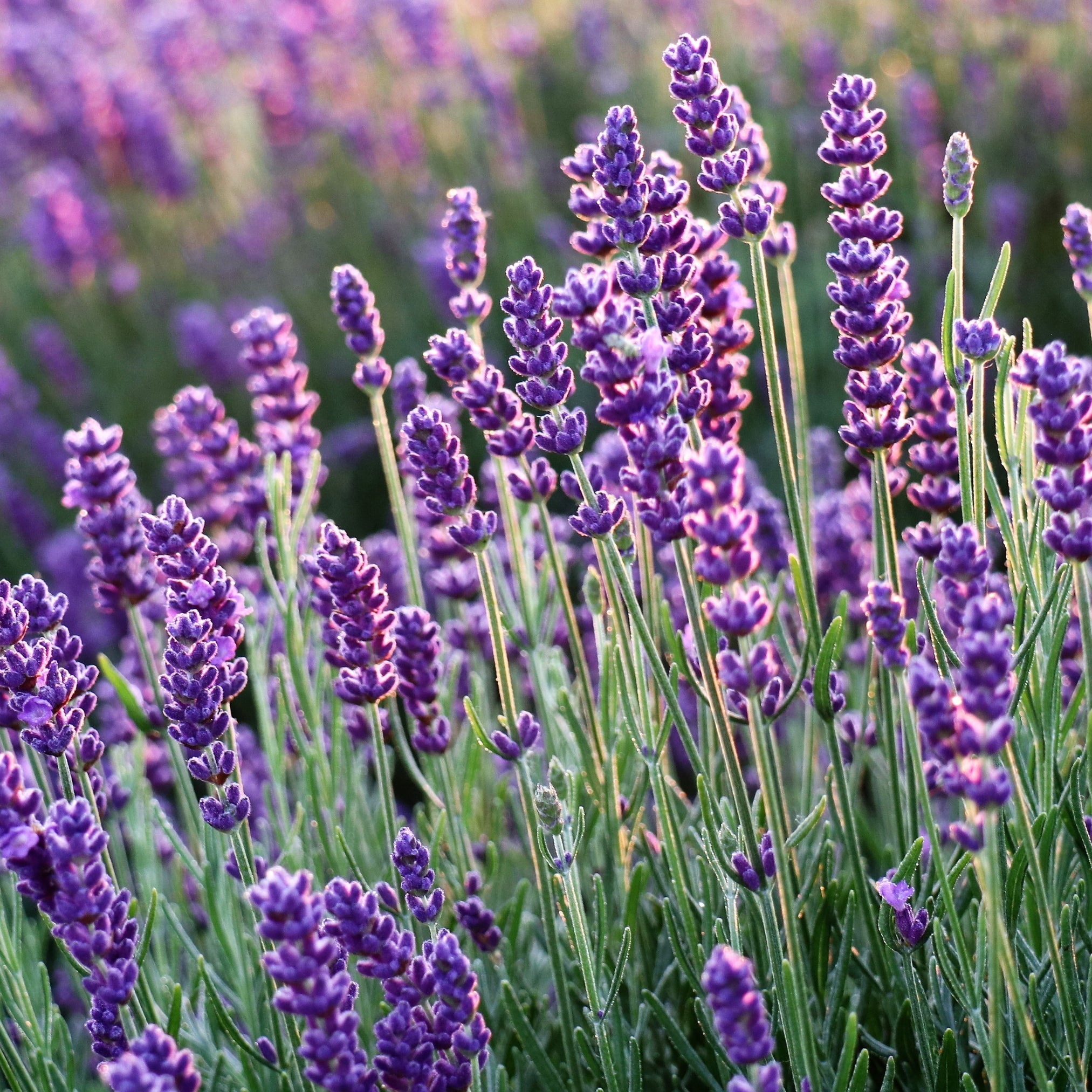 Lavender Essential Oil