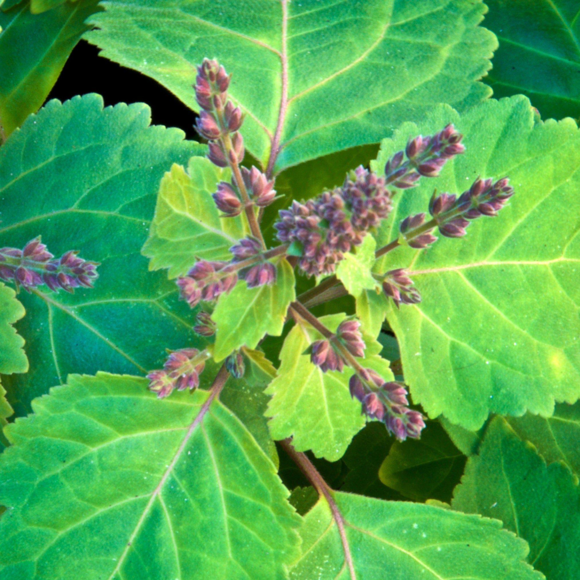 Patchouli Essential Oil