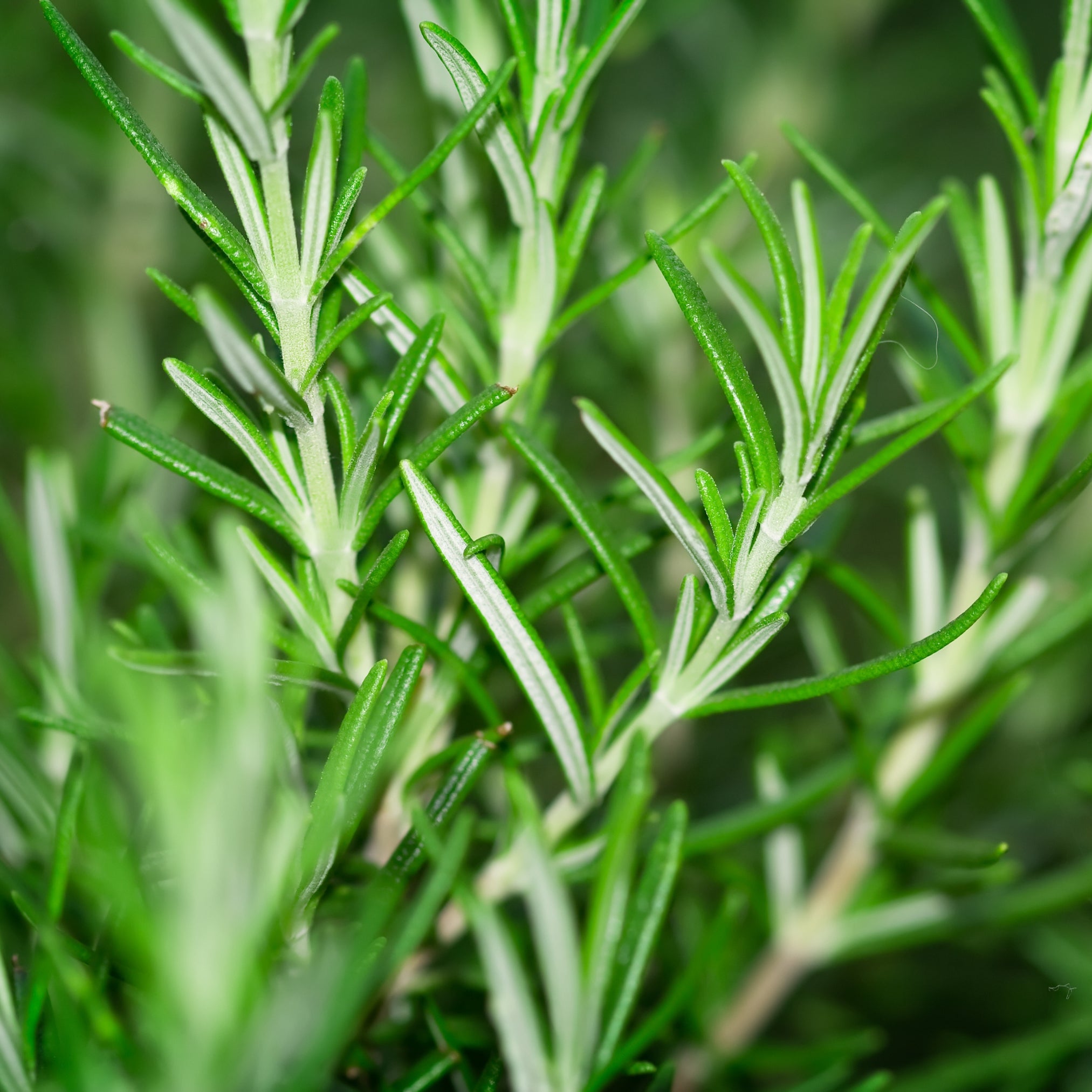 Rosemary Essential Oil