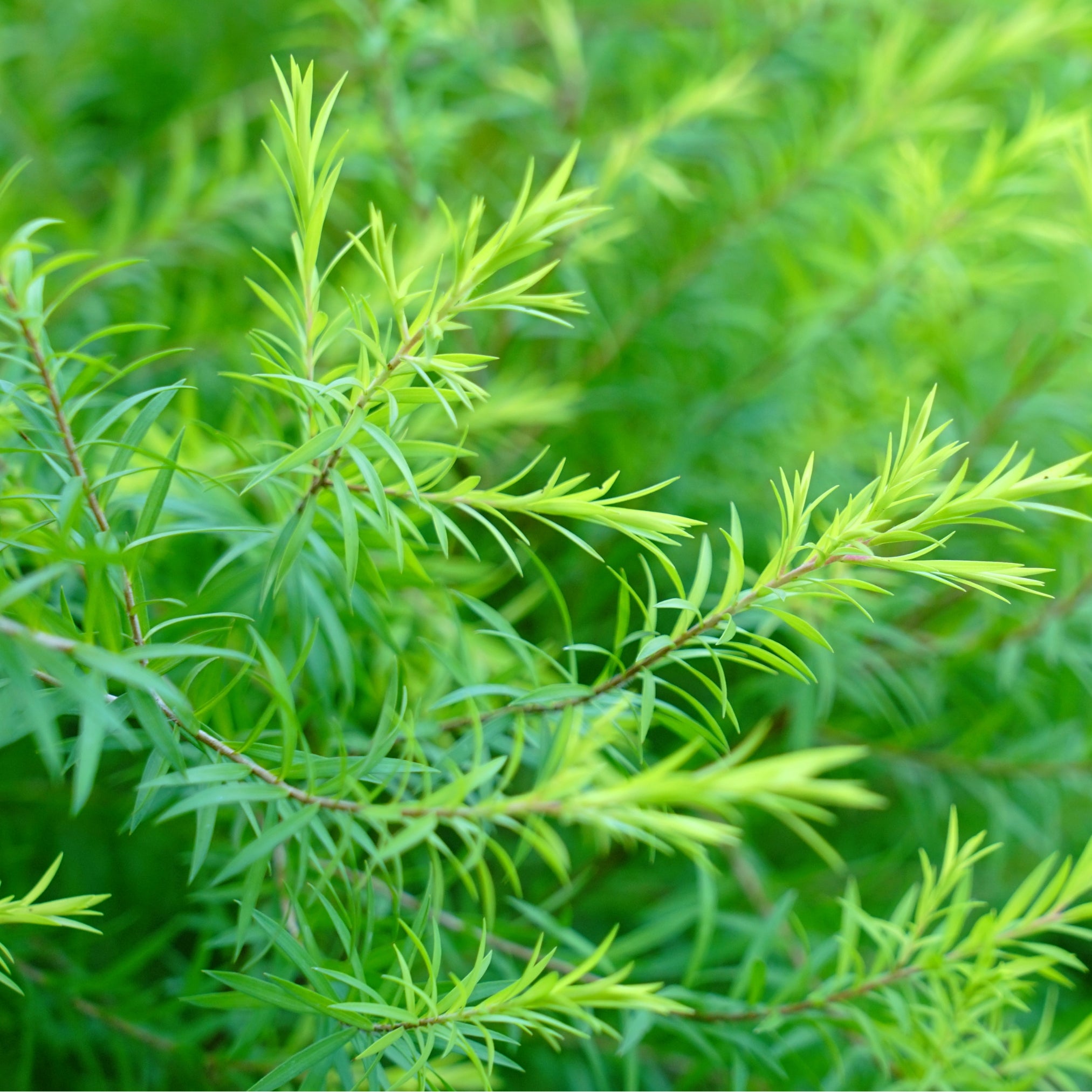 Tea Tree Essential Oil